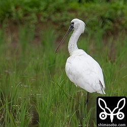 クロツラヘラサギが2カ所で3羽到着しました。