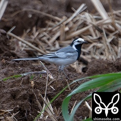 タイワンハクセキレイの成鳥オス。夏羽に変わっています。