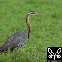 ジシギを見ていると近寄ってきたムラサキサギ。ジシギを飛ばしてしまうので困ります。