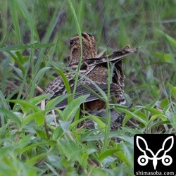 チュウジシギの伸び。