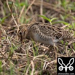 午前中は活発にえさを探したり、羽づくろいしたりと観察していても楽しいですね。