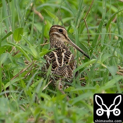 遠くにハリオシギ。背中の模様がハリオシギと言っています。^^