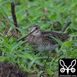 このタイプも多い。ハリオシギ。