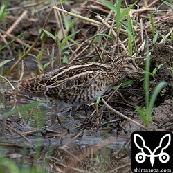 土をつつきまくって餌を探していました。数日間の滞在の後、繁殖地へ向けて渡っていくでしょう。