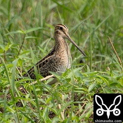 でっぷりしたチュウジシギ。