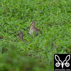 ハリオシギ3羽。