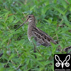 またまたハリオシギ。