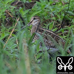 こちらもハリオシギ。