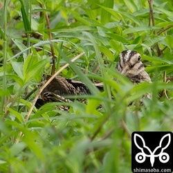 チュウジシギの羽づくろい。