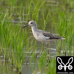 コアオアシシギも夏羽にほぼ換羽。