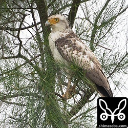 昨年生まれのカンムリワシの幼鳥。成鳥羽が少しだけ出てきています。