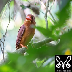 こちらも家から近いポイントのアカショウビン。