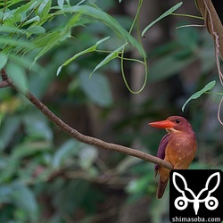 自宅近くのアカショウビン。昨年と同じ個体。