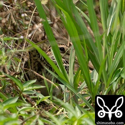 ハリオシギ。この状態でフリーズ。^^;