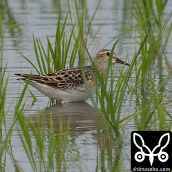 ヒバリシギ夏羽。数羽で飛来。
