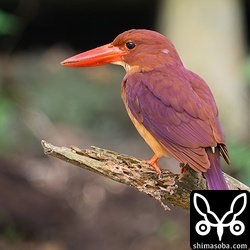 県道沿いにいたアカショウビン。交通事故には注意してほしいですね。