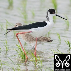 セイタカシギ夏羽オス。この時期は胸の辺りがピンク色がかってかれんさが増します。