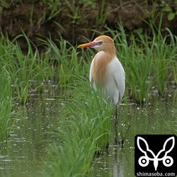 婚姻色のでたアマサギ。