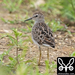 こちらのヒバリシギはまだまだ冬羽が目立ちます。