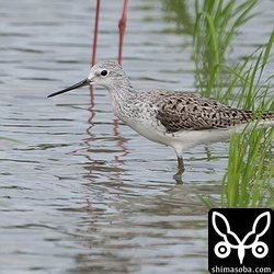 コアオアシシギ夏羽はとても美しいですね。