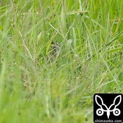 ハリオシギ。ぜんぜん出てきてくれませんでした。