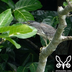 今季初のササゴイ。幼羽から第1回夏羽へ移行中です。