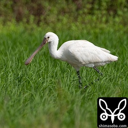 ヘラサギ成鳥。くちばしなど妙に白っぽい個体です。