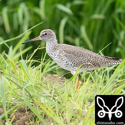 アカアシシギ夏羽。