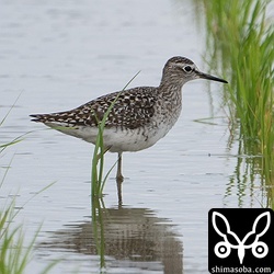 タカブシギも夏羽へ移行中。