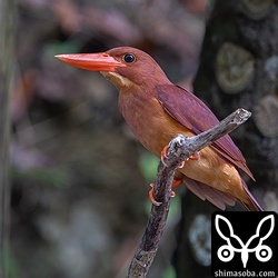 警戒心のないアカショウビン。