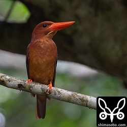 雨の中、エサを盛んにとっていました。