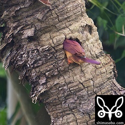 ビロウヤシに巣穴を掘るアカショウビン。この樹種は硬いので途中で諦める可能性もあります。