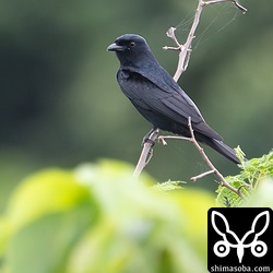 真っ黒なオウチュウですが、金属光沢が少し入る翼は美しいです。