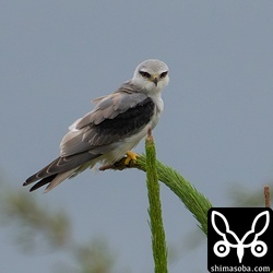 カタグロトビの若い個体。まだまだ幼羽が残っています。