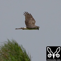 ハイイロチュウヒの若いオス。牧草地を飛び回りながら獲物を探していました。