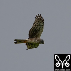 換羽が進み、頭にオスらしい灰色の羽毛が出ています。