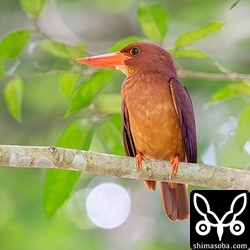 お気に入りの枝が何カ所かあり、雨上がりは活発に獲物をとっていました。
