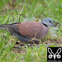 地面でエサを拾うベニバトのオス。