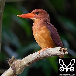 自宅近くのアカショウビンのオス。集落の住民が下を通っても知らん顔。^^;