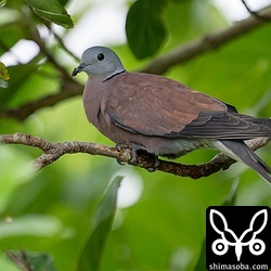 土砂降りの最中は、雨に濡れない枝を心得ているようでした。