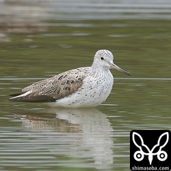 土砂降り中に田んぼに降りてきたアオアシシギは10羽の群れでした。雨が上がるとすぐに飛び立って移動してしまいました。