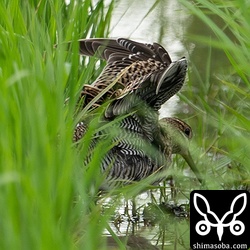 貴重なハリオシギの脇!! この個体は5月7日が終認でした。