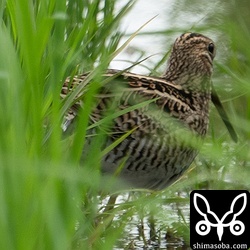 上と同個体。今季最後のハリオシギとなる可能性大なので、尾羽を狙って粘りました…。^^;