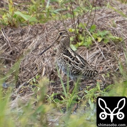 別個体のハリオシギ。こちらは5月1日が最後の確認です。