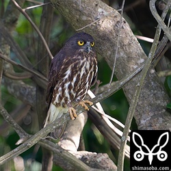 アオバズクは2巣を確認。