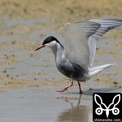 小さな虫を食っていたクロハラアジサシ。
