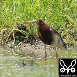 夏羽のアカガシラサギ。