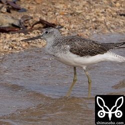 河口のアオアシシギは単独。