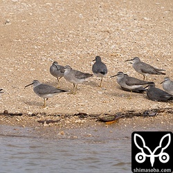 河口にキアシシギが20羽ほどいました。