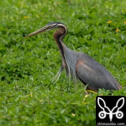 そろそろ繁殖シーズンに入るムラサキサギ。